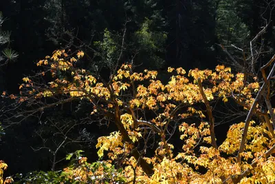 DSC_6445 (Large).JPG